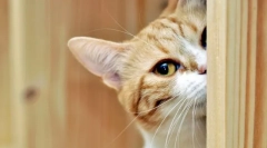 Скільки років кішка для людських стандартів: три основні способи розраховувати